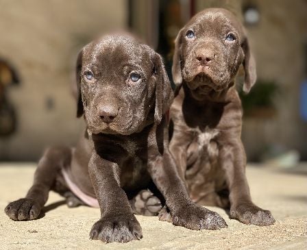 JETT /  SAGE SOLID LIVER BOYS German Shorthaired Pointer