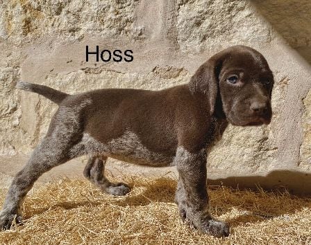 JETT X SAGES HOSS German Shorthaired Pointer