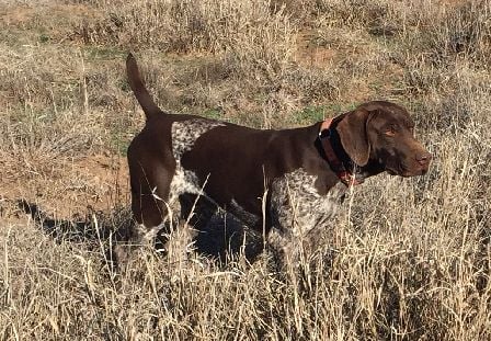 Grand Sire Impressive Tip