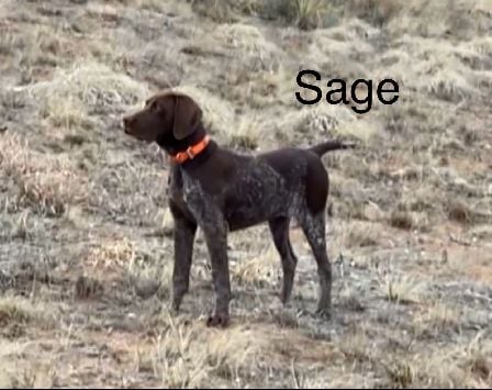 The Dam - Sage