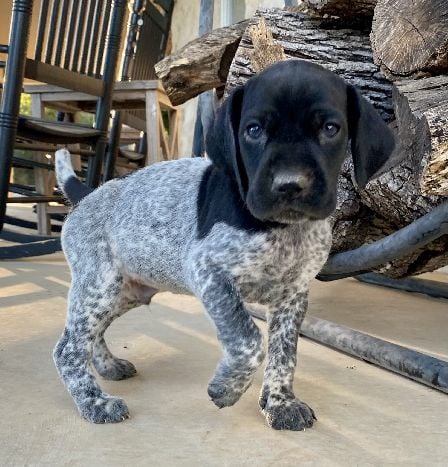 JETT X SAGES ROCKY German Shorthaired Pointer