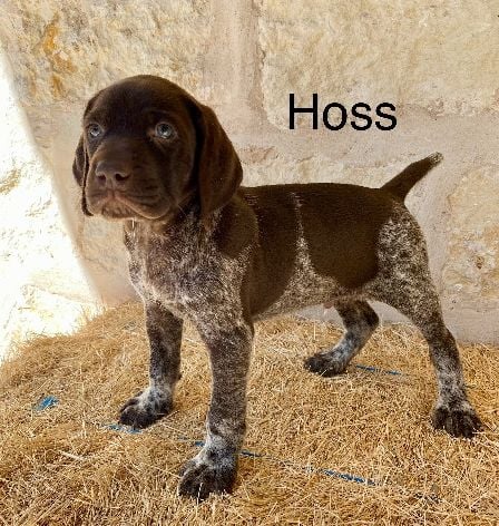 German Shorthaired Pointer