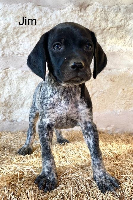 JETT X SAGES JIM German Shorthaired Pointer