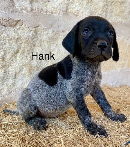 JETT X SAGES HANK German Shorthaired Pointer