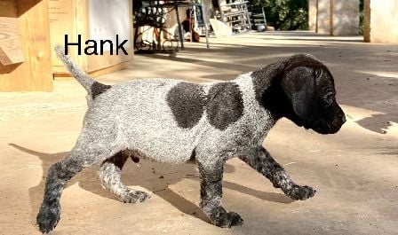 Hank