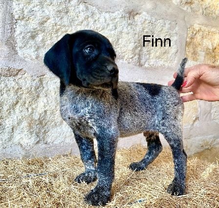JETT X SAGES FINN German Shorthaired Pointer