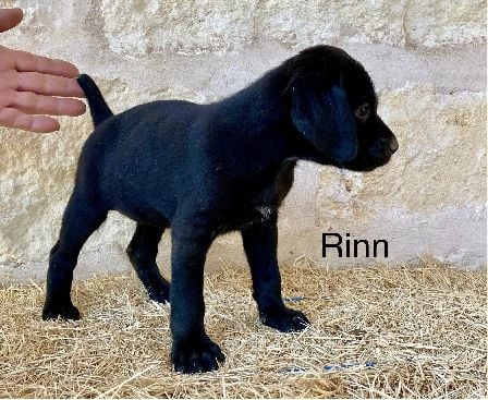 JETT X SAGES RINN German Shorthaired Pointer