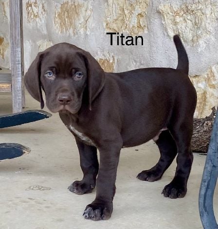 German Shorthaired Pointer