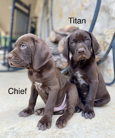 TITAN / CHIEF