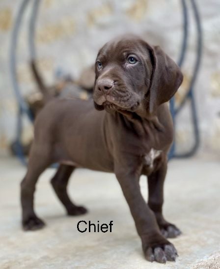 German Shorthaired Pointer