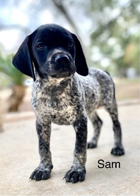 German Shorthaired Pointer