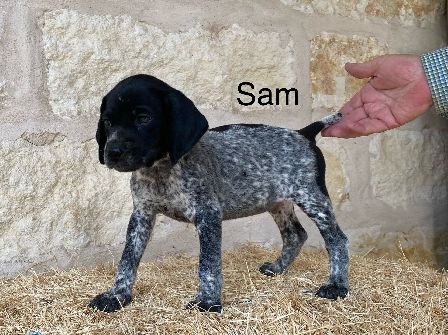 Sam