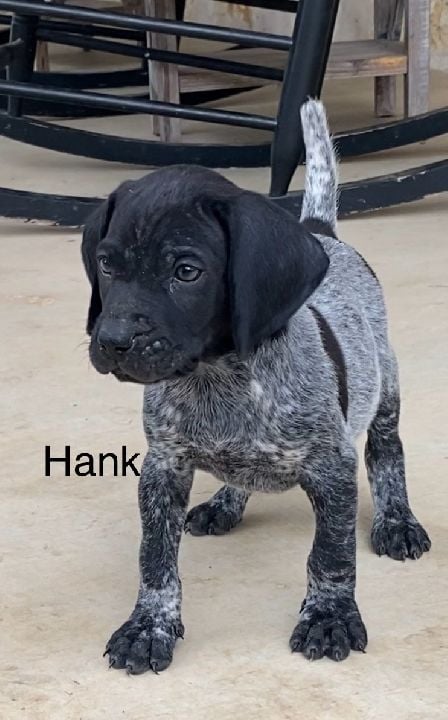 German Shorthaired Pointer