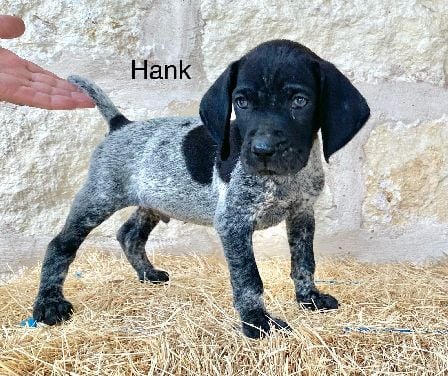 Hank
