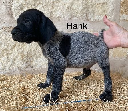Hank