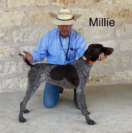 THE DAM MILLIE