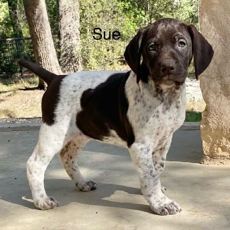 AUGUSTUS X MILLIES SUE German Shorthaired Pointer