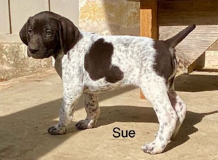 SUE