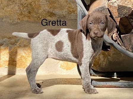 AUGUSTUS X MILLIES GRETTA German Shorthaired Pointer