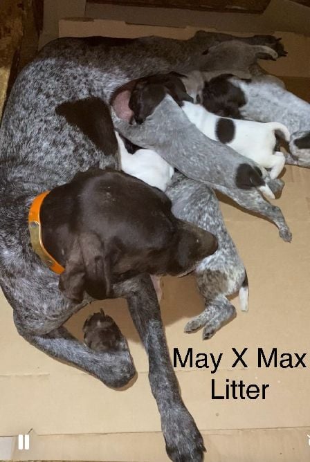 German Shorthaired Pointer