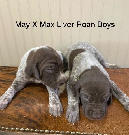 Liver Roan Boys