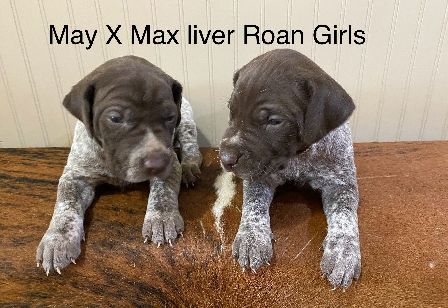 Liver Roan Girls