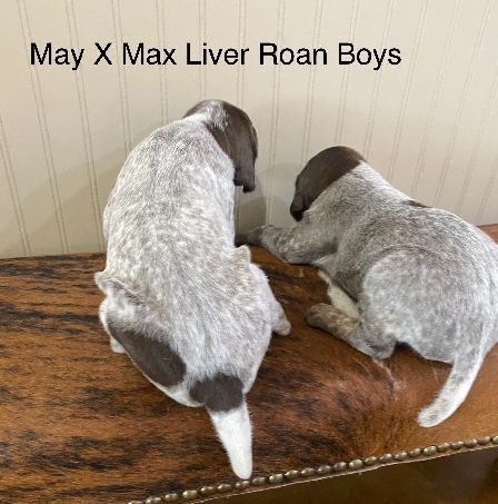Liver Roan Boys