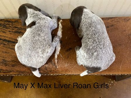 Liver Roan Girls