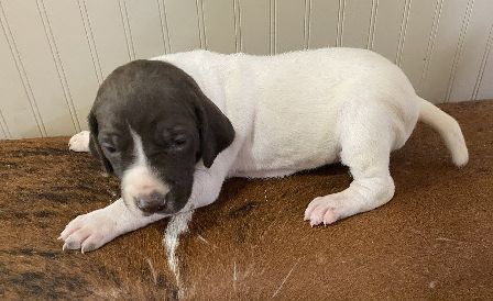 Liver & White Female