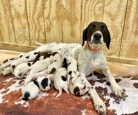 German Shorthaired Pointer