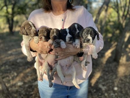 AUGUSTUS X RAMBLIN MILLE LITTER German Shorthaired Pointer