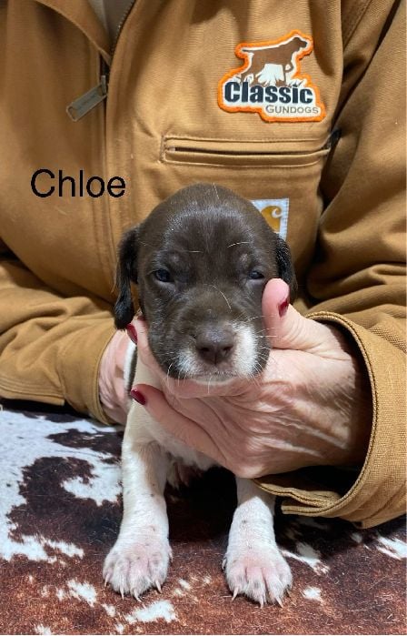 AUGUSTUS X MILLIES CHLOE German Shorthaired Pointer