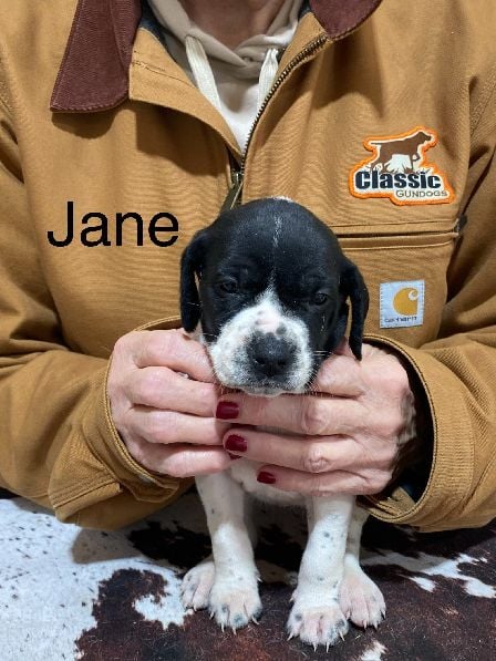 AUGUSTUS X MILLIES JANE German Shorthaired Pointer