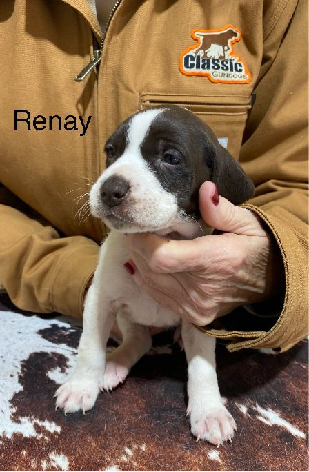 AUGUSTUS X MILLIES RENAY German Shorthaired Pointer