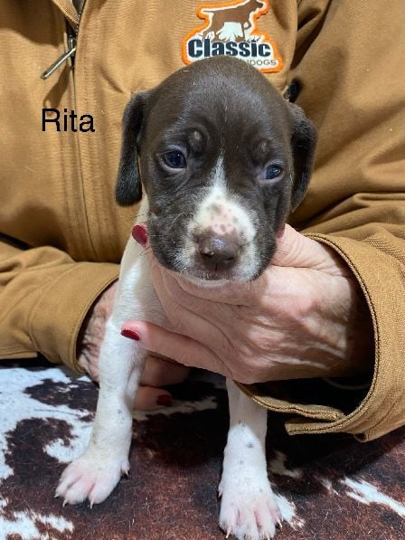 AUGUSTUS X MILLIES RITA German Shorthaired Pointer