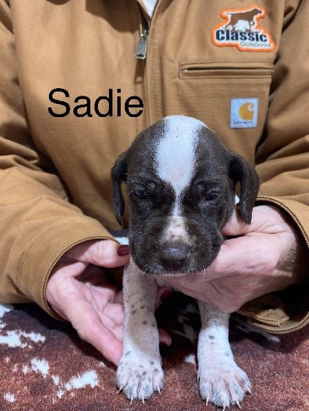 AUGUSTUS X MILLIES SADIE German Shorthaired Pointer