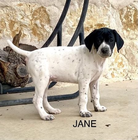 German Shorthaired Pointer