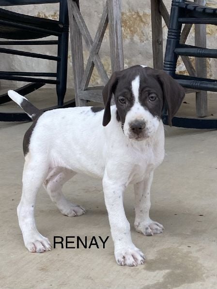 German Shorthaired Pointer