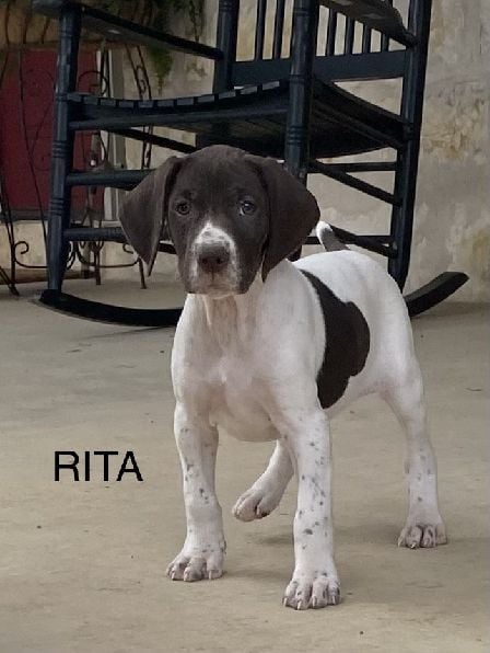 German Shorthaired Pointer