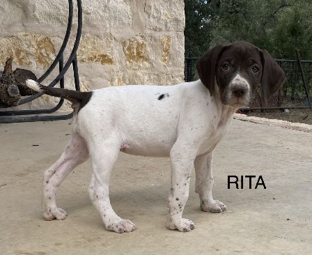 Rita