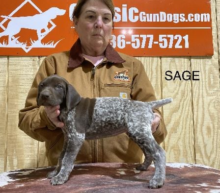 German Shorthaired Pointer