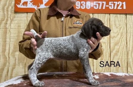 German Shorthaired Pointer