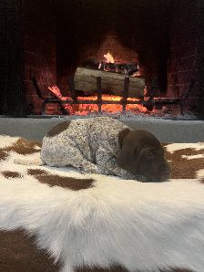 RUBY X MAXIMILLIAN'S HANK