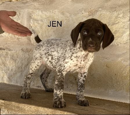 BAILEY X MAXIMILIAN JEN German Shorthaired Pointer