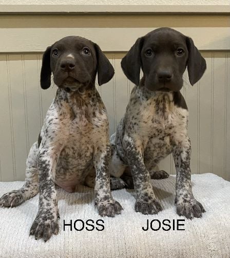 BAILEY X MAXIMILIAN HOSS AND JOSIE German Shorthaired Pointer
