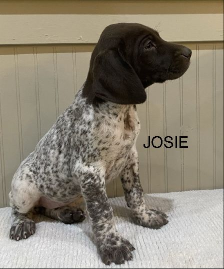 Josie