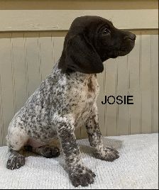 Josie