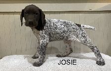 Josie