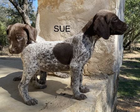 BAILEY X MAXIMILIAN SUE German Shorthaired Pointer