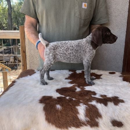 German Shorthaired Pointer